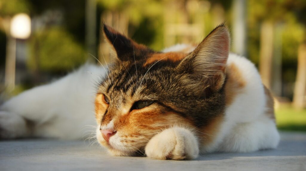 a sleepy cat