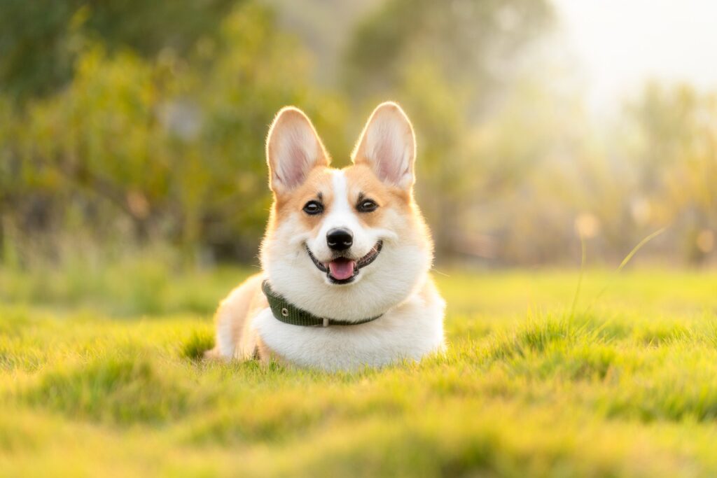 a corgi