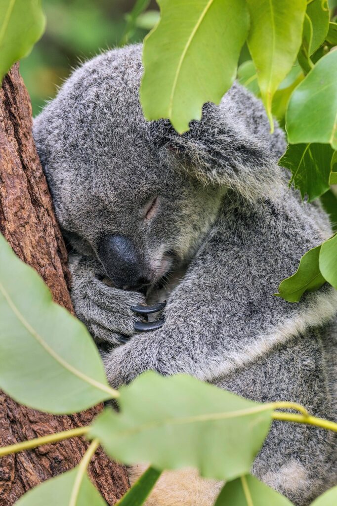 sleep kola
