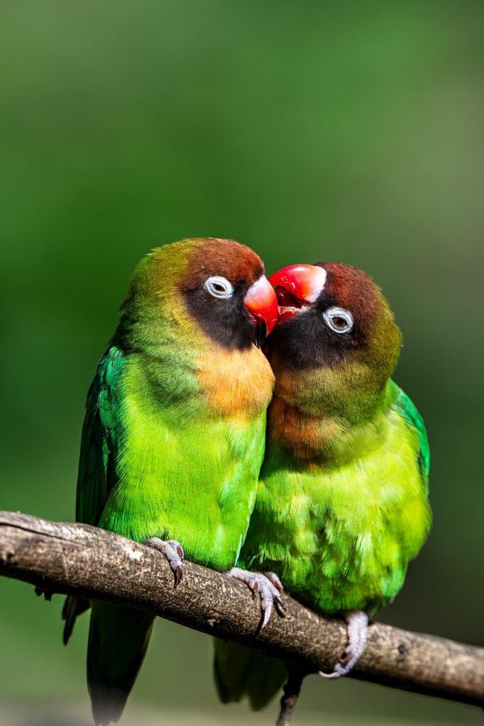 two birds